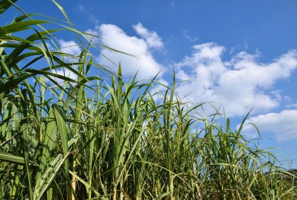 Brasil zera taxa de etanol se a do açúcar cair, diz secretário