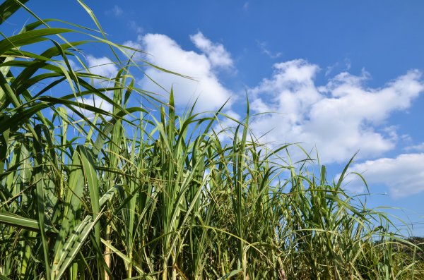 Produção de cana de açúcar no Brasil é revisada, veja os números